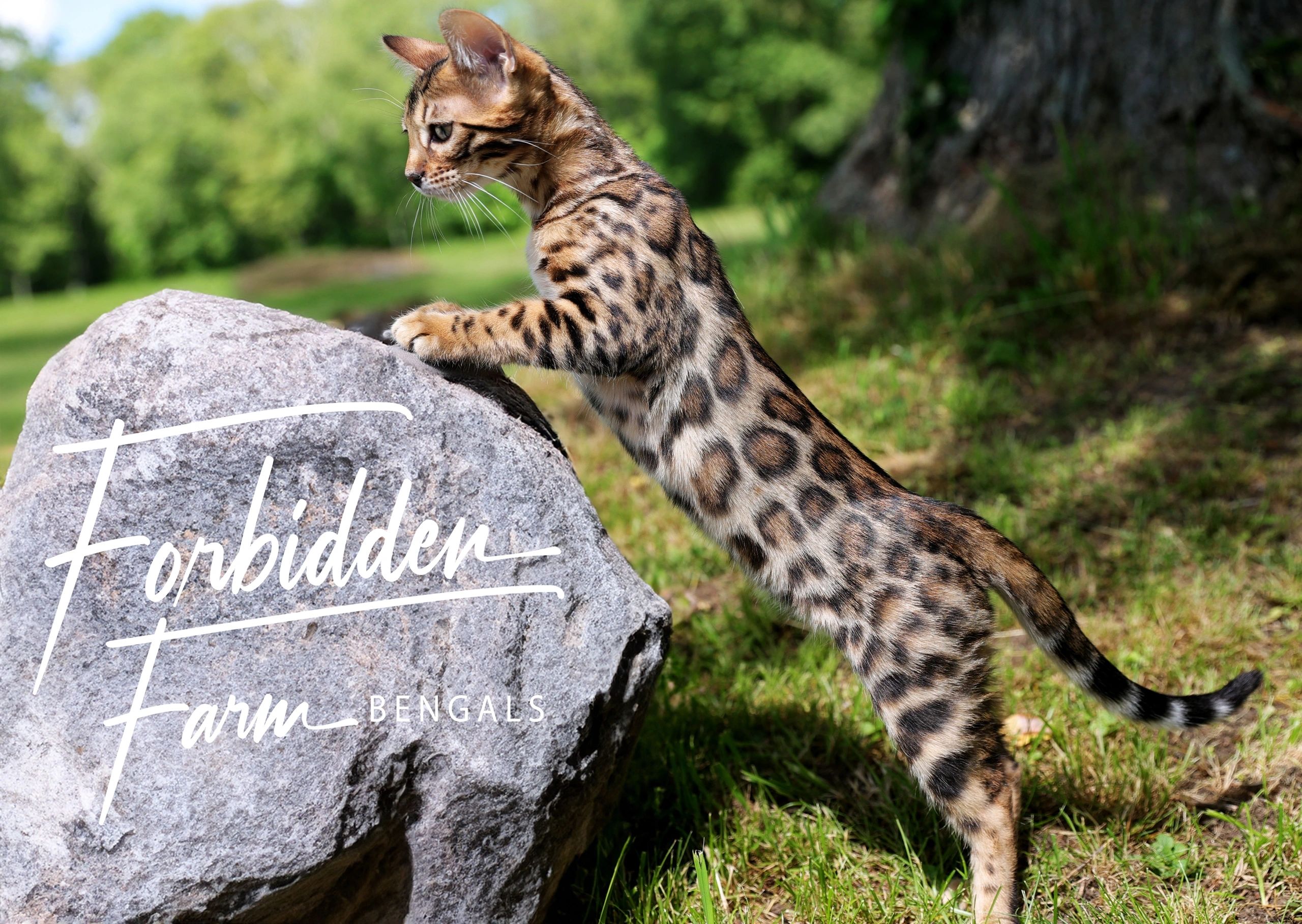 Beautiful brown spotted Bengal cat from Forbidden Farm Bengals